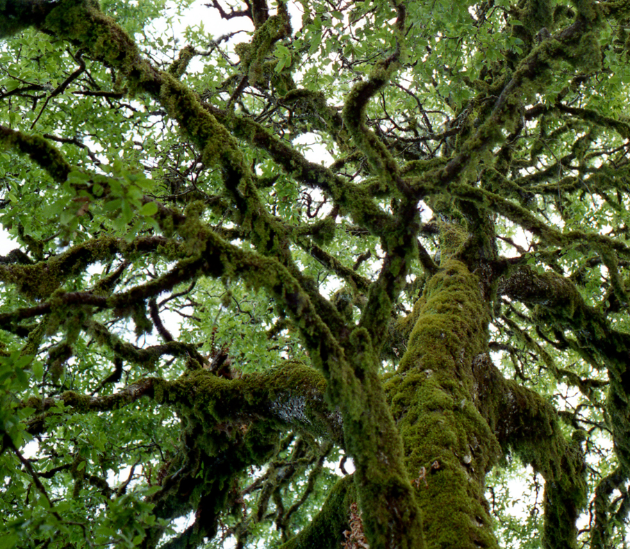 India, Rajpur, Tree with moss, Dec. 1995 Blogsize