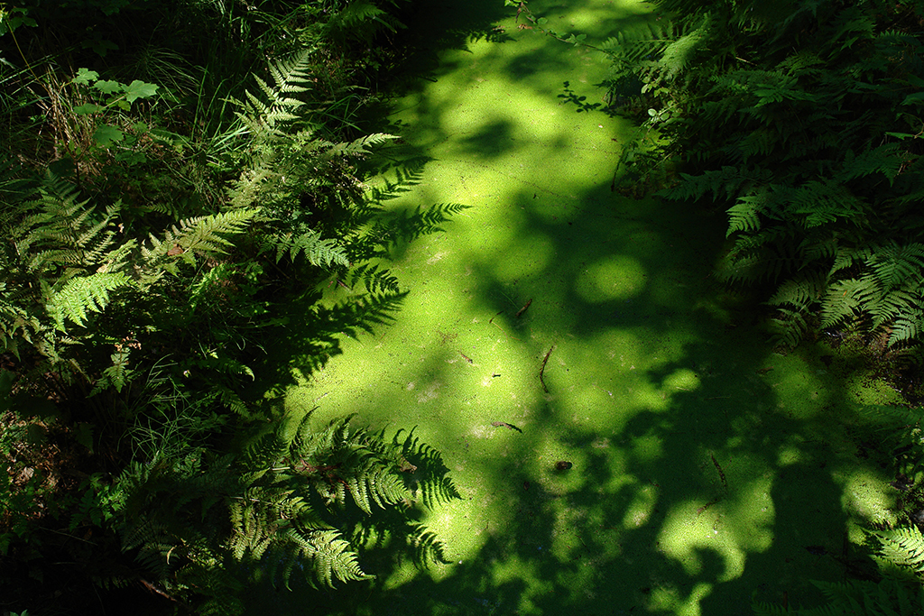 DSC00284 - Copy blogsize - Waterloopbos