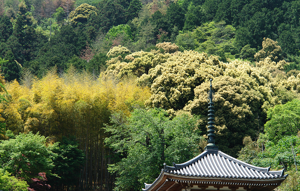 DSC00214 - Arashiyama - Kyoto - Copy blogsize