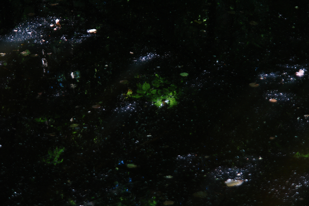 DSC00289 - Copy blogsize - Waterloopbos