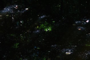 DSC00289 - Copy blogsize - Waterloopbos