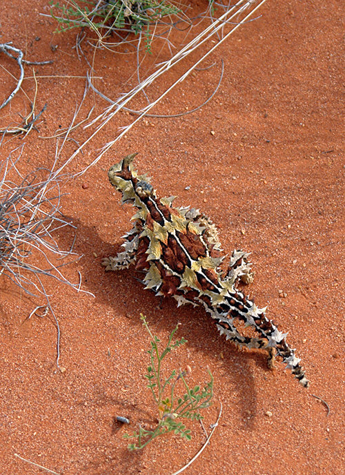 DSC00203 - Thorny devil 2013 blogcolumn