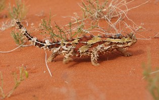 DSC00209 - Thorny devil 2013