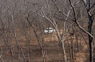 DSC00031 Orchha - White Elephant 2009