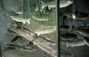 Triennale, Bex, Suisse, Sept. 2005