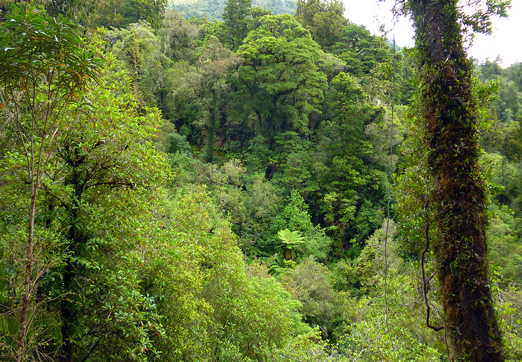 DSC00164a West Coast - near Hokitika  River and Gorge - 2013