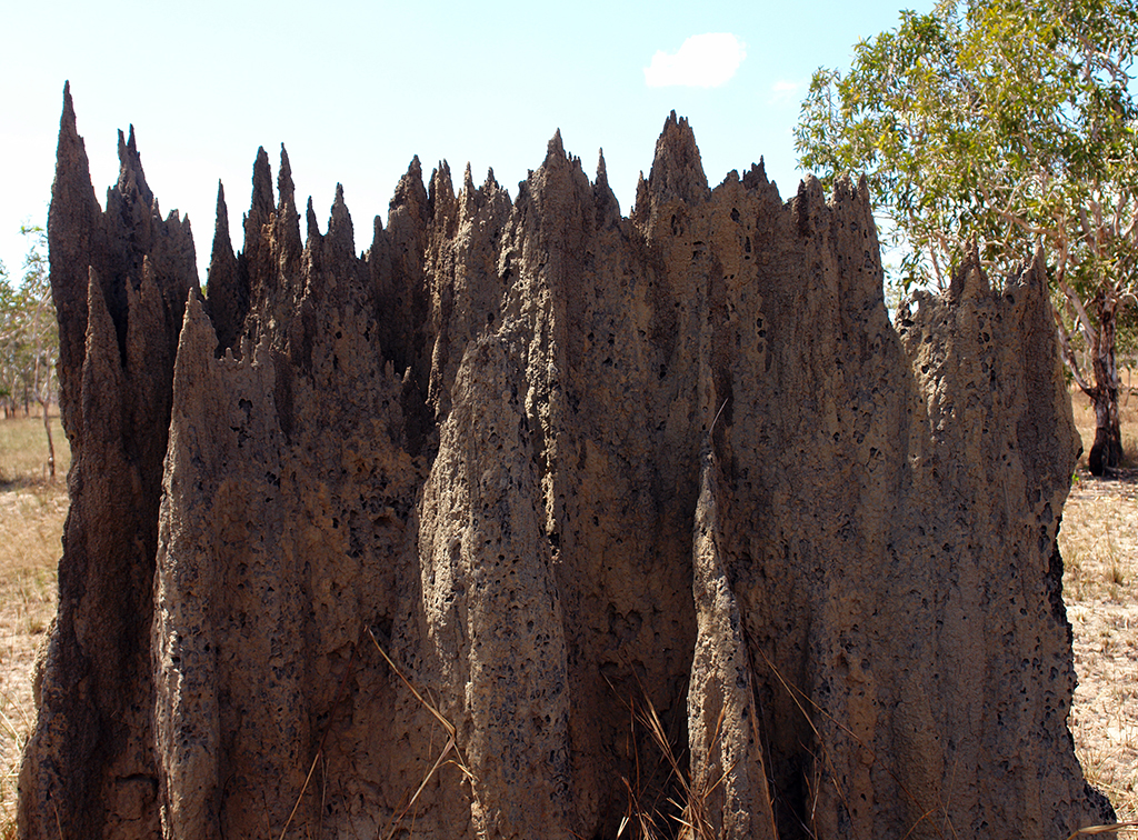 DSC00065 - Arnhemland 2013