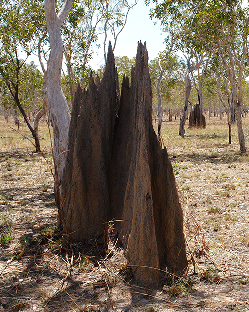 DSC00068 - Arnhemland 2013 blogcolumn