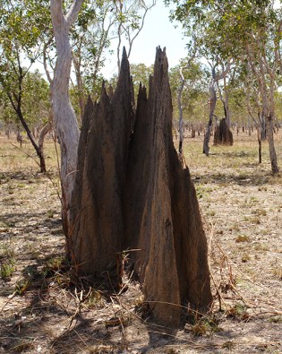 DSC00068 - Arnhemland 2013 blogcolumn