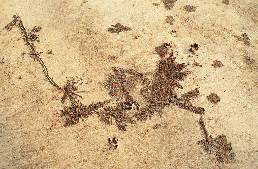 India, Nandgaon, crab art, Dec. 2004 (2) blog size