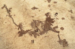 India, Nandgaon, crab art, Dec. 2004 (2) blog size