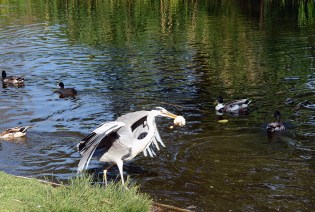 DSC00058 Vondelpark - 2009 blog size