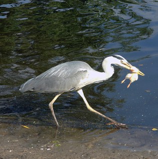 DSC00059 Vondelpark - 2009 blog size