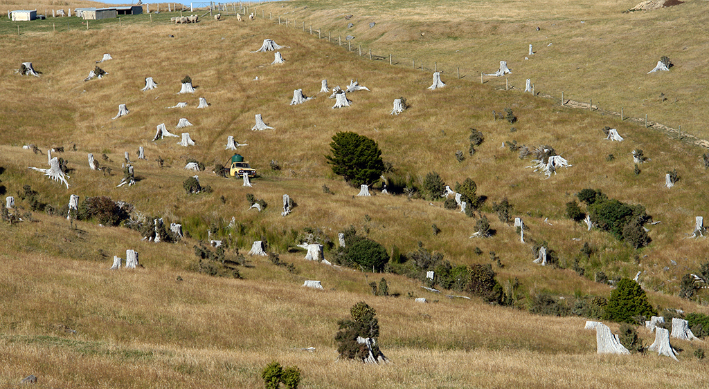 DSC00109 Banks Peninsula 2013