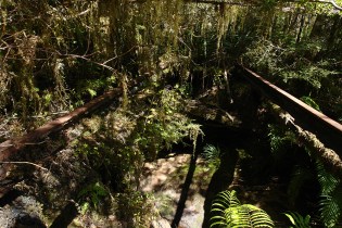 DSC00184 West Coast - Westport -Charming Creek Walk 2013