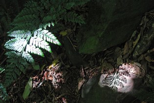 Hinawai Reserve, Banks Peninsula, South Island, New Zealand 2013