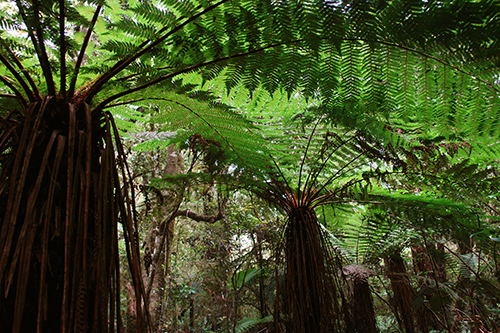Along Haast Highway, South Island, New Zealand 2013