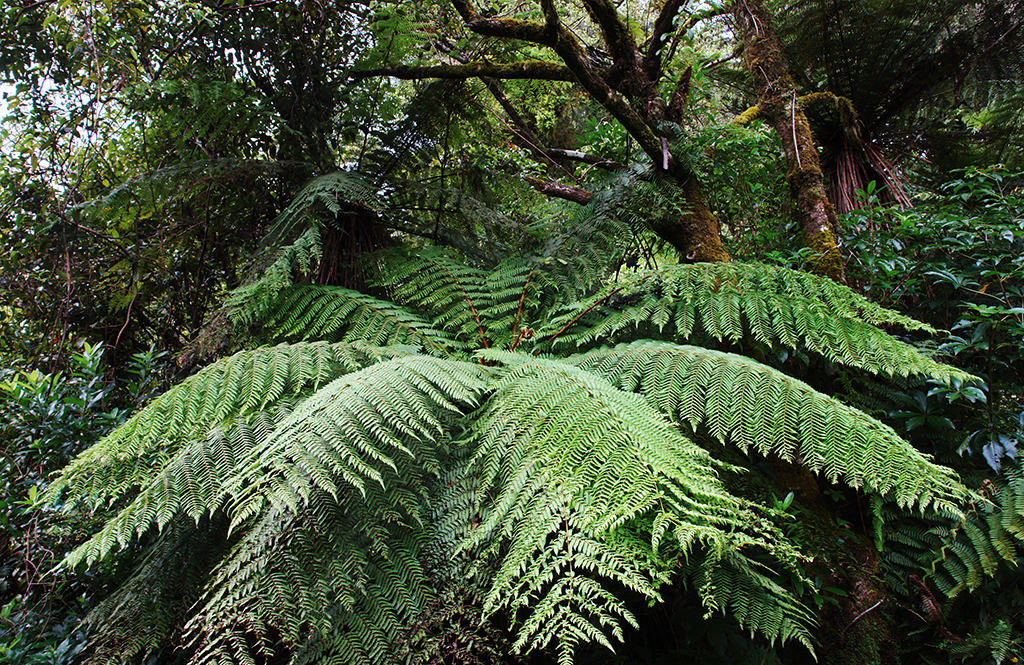 DSC00170 West Coast - near Hokitika River and Gorge 2013