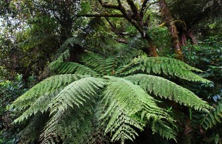 DSC00170 West Coast - near Hokitika  River and Gorge 2013