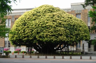 DSC00211 - Nagamachi District - Kanazawa - 2008)