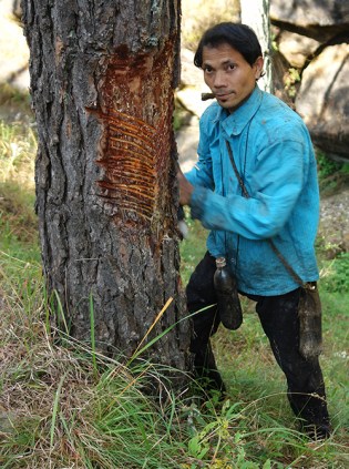 Pine tree resin collector, Almora, Kumaon, Uttarakhand, India 2013