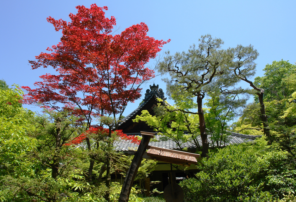DSC00260 - Daitoku-ji complex - Koto-in - Kyoto
